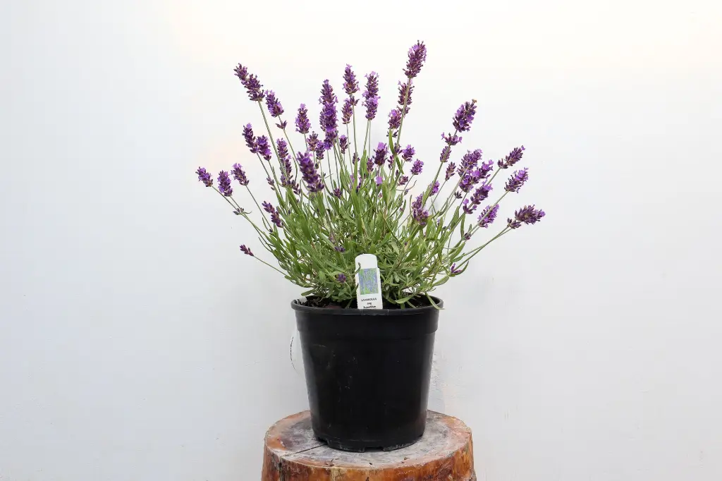 Lavender SuperBlue | Grimms Gardens